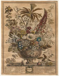 Tolv månaders blommor: december 1730.