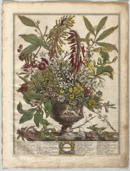 Tolv månaders blommor: januari