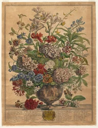 Tolv månaders blommor: juli 1730.