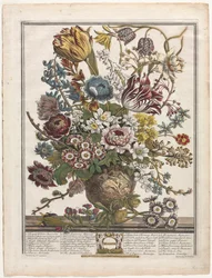 Tolv månaders blommor: mars 1730.