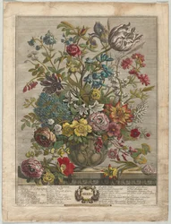 Tolv månaders blommor: maj 1730.