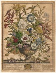 Tolv månaders blommor: september 1730.