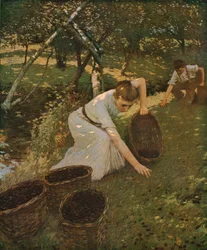 Samla plommon, 1901, c1930.