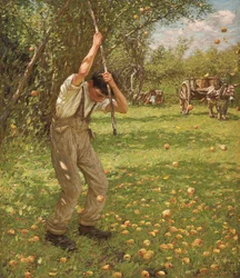Skakar ner cideräpplen