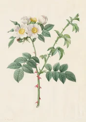 Brier Bush Rose eller Dog Rose (Rosa Leucantha)
