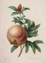 Val av de vackraste blommorna...vackraste frukterna: Granatäpple