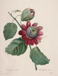 Val av de vackraste blommorna...vackraste frukterna: Passiflore ailee
