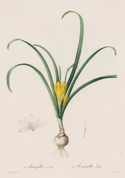 Liliaceae: Amaryllis Lutes