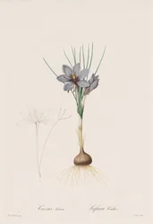 Liliaceae: Crocus Sativus