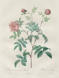 Les Roses: Kanelrosa