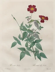 Rosorna: Rosa indica