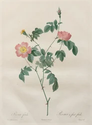 Rosorna: Rosa indica