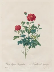 Pompom rosa