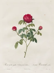 Provence eller French Rose