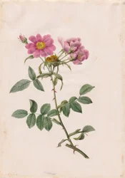 Rosa Monsonian Hill