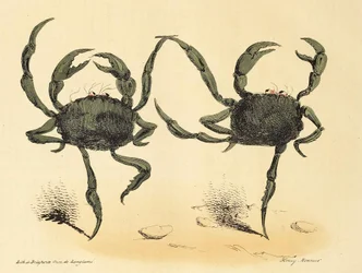 Fantastisk dans från La Caricature, pub. 1831 litografi, 1831.