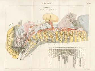 Lateral del av stammen - Neurologi