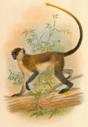 Gröna Guenon, 1897