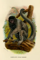 Humboldts Woolly Monkey, 1896