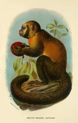 Släthuvad kapuciner, 1896