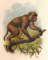 St. Johns Macaque, 1897