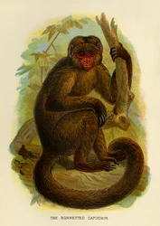Kapucineren med benhuv, 1896