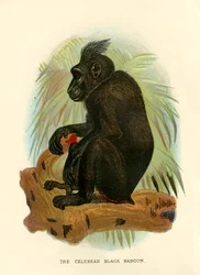 Den svarta babianen från Celebes, 1896
