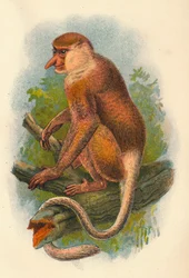 Proboscis Monkey, 1897