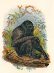 Siamang Gibbon, 1897