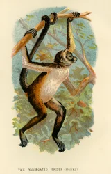 Den brokiga spindelapan, 1896