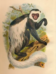 Den vitsvansade guerezan, 1897