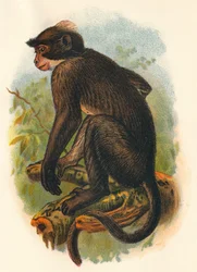 White Crowned Mangabey, 1897