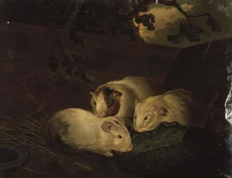 Primitiv studie av marsvin