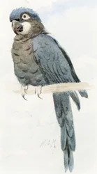 Hyacinth Macaw, ca 1890