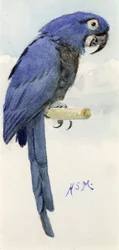 Hyacinth Macaw, ca 1890