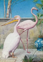 Pelikan och flamingo