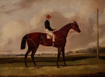 Bay Racehorse med en jockey på en kapplöpningsbana