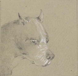 Huvud och axlar av en boxerhund (grafit förhöjd med vitt på papper)