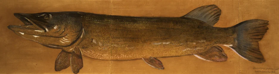 Gädda