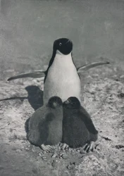 En stolt mamma, c1911, 1913