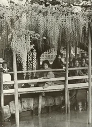 A Wisteria Arbor vid Kameido, 1910.