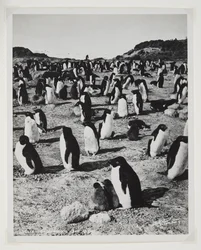 Adelie Penguins på Cape Royds (bromidtryck)