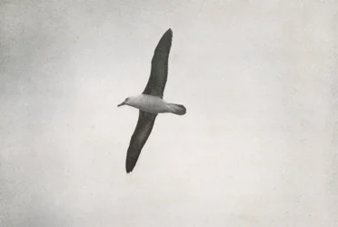 Albatross Soaring, c19101913, 1913