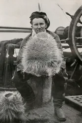 D. G. Lillie, med några av kiselsvamparna, c1911, 1913