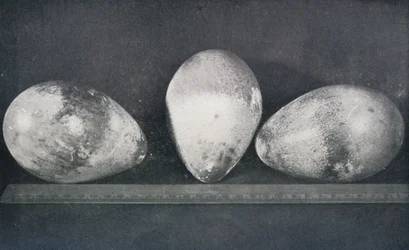 Emperor Penguins Eggs från Cape Crozier, 1911, 1913