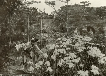 I en iristrädgård, 1910.
