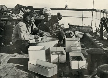 Lillie och Dr Levick sorterar en trålfångst, c19101913, 1913