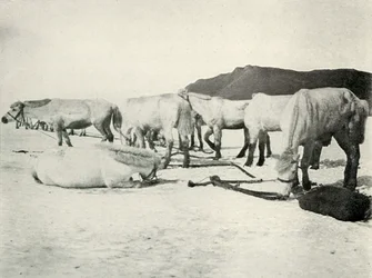 Ponnyer bundna på havsisen, c19101913, 1913