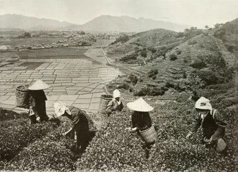 Tea on the Hills och Rice on the Plains, 1910.