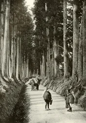 Cryptomerias i Nikko, 1910.